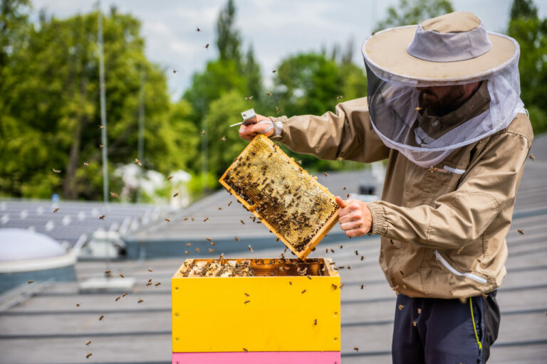 Katowice przygotowały miejskie ule dla 240 tys. pszczół