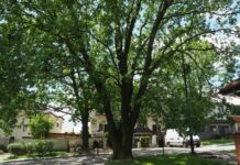 Lublin z kolejnymi pomnikami przyrody