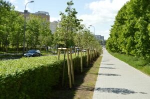 2800 drzew, tysiące krzewów i bylin. To plan Olsztyna