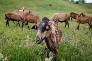 Owce zamiast kosiarek. W Gliwicach na zrekultywowanych terenach składowiska odpadów „koszą” trawę