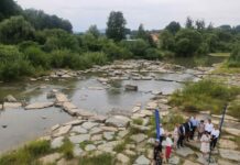 Kraków. Wody Polskie otrzymały nagrodę za projekty umożliwiające migrację ryb