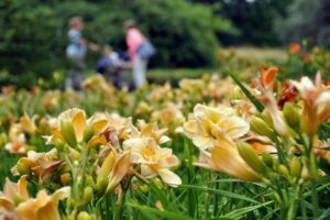 Tydzień liliowców w Ogrodzie Botanicznym w Łodzi