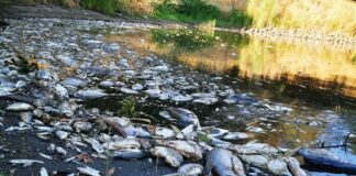ryby martwe rzeka Odra