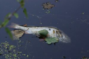 Dolnośląska straż: W Odrze zdecydowanie mniej śniętych ryb