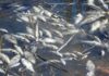 martwe ryby śnięte ryby katastrofa ekologiczna