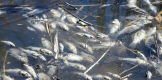 martwe ryby śnięte ryby katastrofa ekologiczna