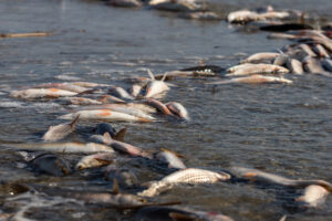 Lubuskie: Z martwych ryb został oczyszczony ok. 150-kilometrowy odcinek Odry