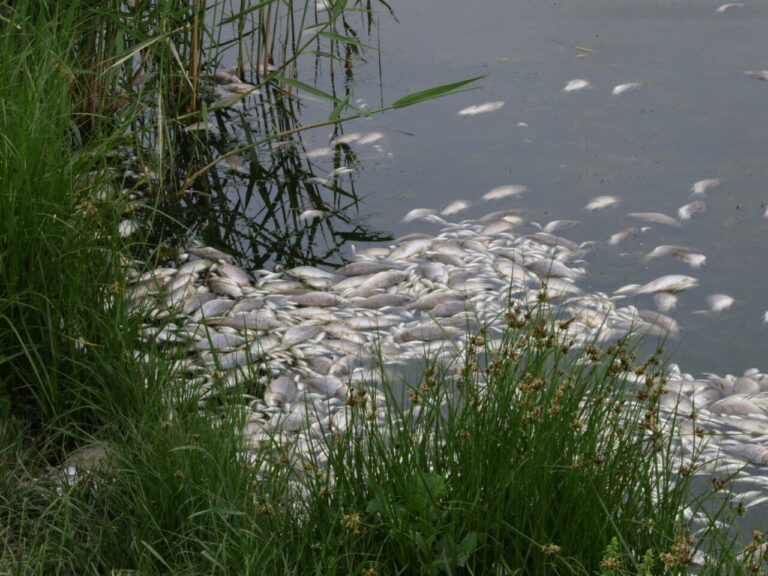 Toksykolog: Samodzielne zbieranie śniętych ryb nad Odrą jest nierozsądne
