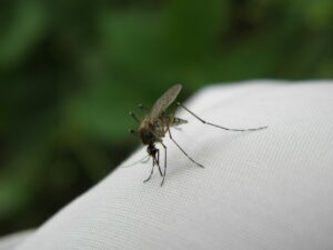 Komary, konieczna podstawa ekosystemu