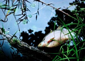 Szczecin: Pierwsze martwe ryby znaleziono na kąpielisku Dziewoklicz