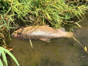 Przyducha prawdopodobną przyczyną śmierci ryb w rzece Ner