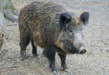 Stali mieszkańcy i niepokojący goście, czyli fauna na obszarach należących do spółdzielni