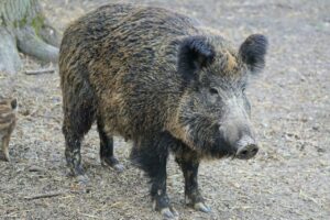 Stali mieszkańcy i niepokojący goście, czyli fauna na obszarach należących do spółdzielni