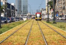 Rozchodnik „tajną bronią” warszawskich specjalistów od zieleni i… tramwajów Rozchodnik na torach tramwajowych