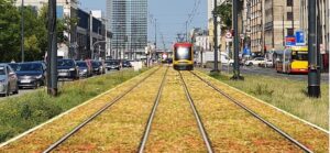 Rozchodnik „tajną bronią” warszawskich specjalistów od zieleni i... tramwajów