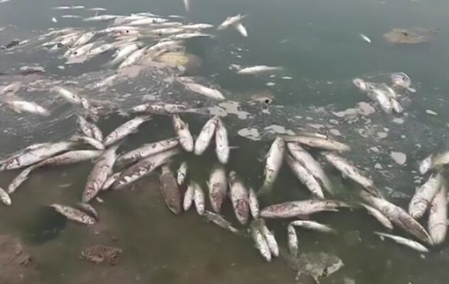 Śnięte ryby