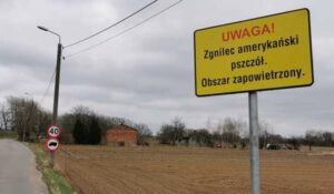 Groźna choroba pszczół atakuje powiat częstochowski. To zgnilec amerykański pszczół