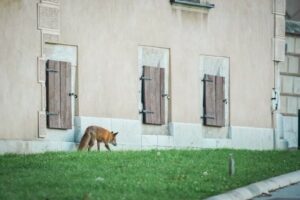 Lisy w Krakowie. Miejskie władze radzą jak się zachować
