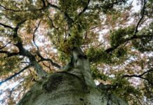 Dlaczego warto zatrudnić arborystę
