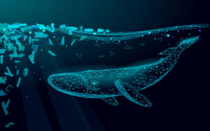 Wieloryby pochłaniają codziennie miliony cząstek mikroplastiku