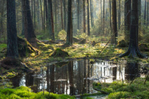 Wiceminister klimatu: wiosną 2023 r. ma być przedstawiony plan zarządzania obiektem UNESCO Białowieża Forest