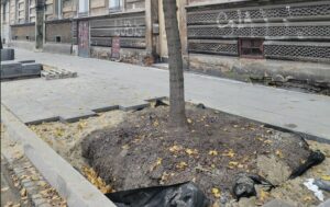Szersze okienka dla drzew w Krakowie
