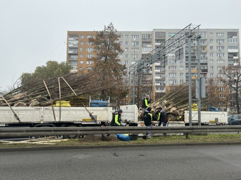 Jesienne nasadzenia w Gdańsku. Przybędzie ponad 600 nowych drzew