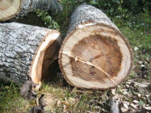 Sankcje za usunięcie drzew lub krzewów