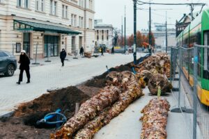 Nowe drzewa przy poznańskich Alejach Marcinkowskiego