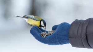 Prof. Bańbura: warto pomagać ptakom zimą, trzeba to tylko robić rozsądnie