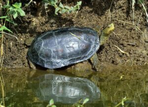 Wielkopolskie. Nowy rezerwat przyrody chroniący żółwie błotne
