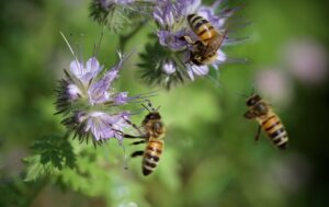 Unijne prawo: miasta będą musiały lepiej zadbać o pszczoły i trzmiele