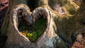 Nie takie martwe to drewno