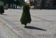 Warszawa. Spór pomiędzy społecznikami o zieleń przy zabytkach