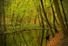Obszary Natura 2000 w miastach. Cz. I