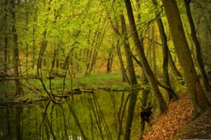 Obszary Natura 2000 w miastach. Cz. I