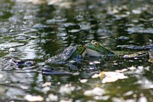 „Ocal żabkę”: władze parku narodowego wzywają uczniów na pomoc
