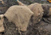 125 drzew i 1600 krzewów w krakowskim Parku Wisławy Szymborskiej