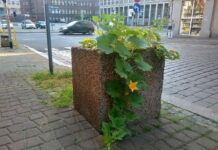 Majówka z dyniami