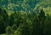 Las, jeden z najefektywniejszych pochłaniaczy CO2
