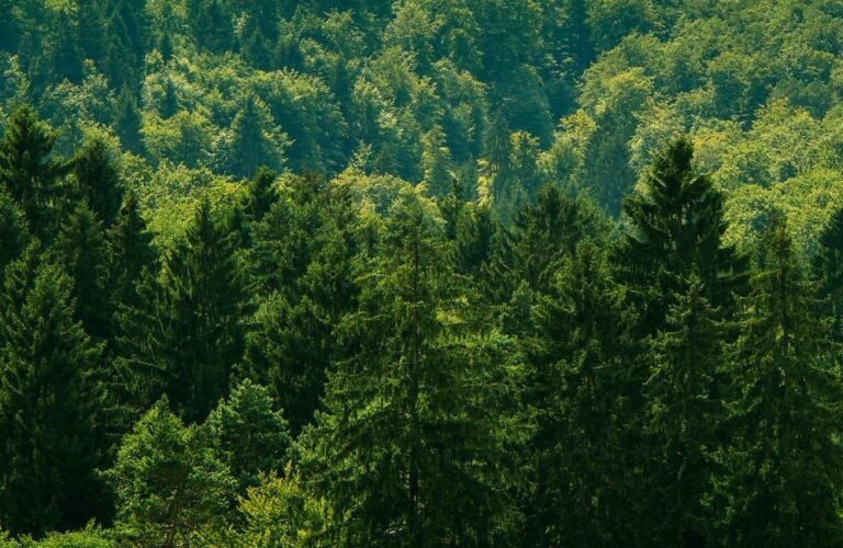 Polska krytyczna wobec objęcia leśnych produktów niedrzewnych regulacjami