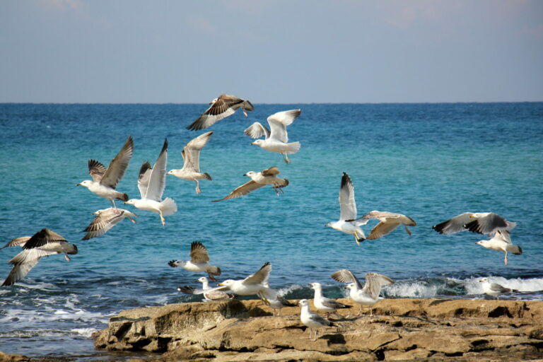 Morze Śródziemne najbardziej zagrożone wyginięciem ptaków morskich z powodu plastiku