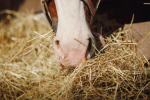 Siatka na siano dla koni – jakie powinna mieć parametry, żeby była bezpieczna dla zwierząt?