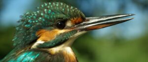 Bioróżnorodność fauny i flory w Roztoczańskim Parku Narodowym objęta specjalnym projektem