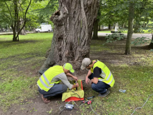 Gdańsk. Trwają badania profilaktyczne drzew z wykorzystaniem tomografii dźwiękowej