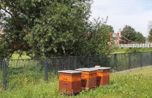 Przy oczyszczalni ścieków stanęły ule