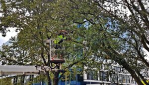 Szczecin ocali unikatowe dęby przy Placu Zwycięstwa