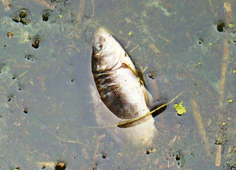 Śnięte ryby w Kanale Gliwickim