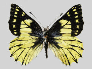 Nowo odkryty gatunek motyla nazwany na cześć Mikołaja Kopernika