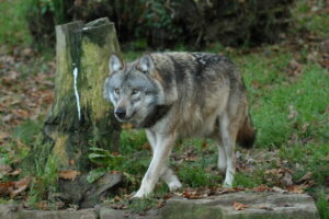 KE rozważa zmianę statusu ochrony wilków